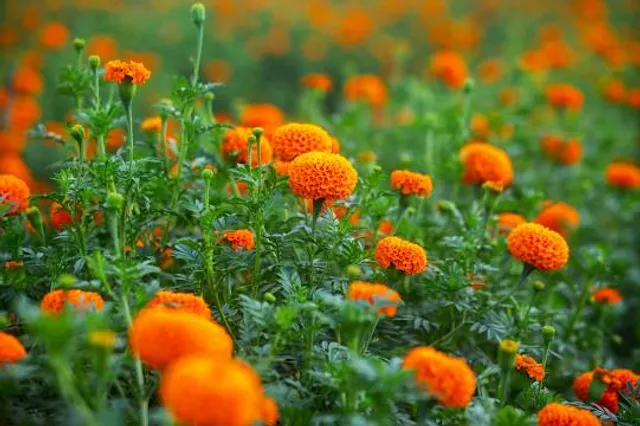 Godkhali Flower Garden