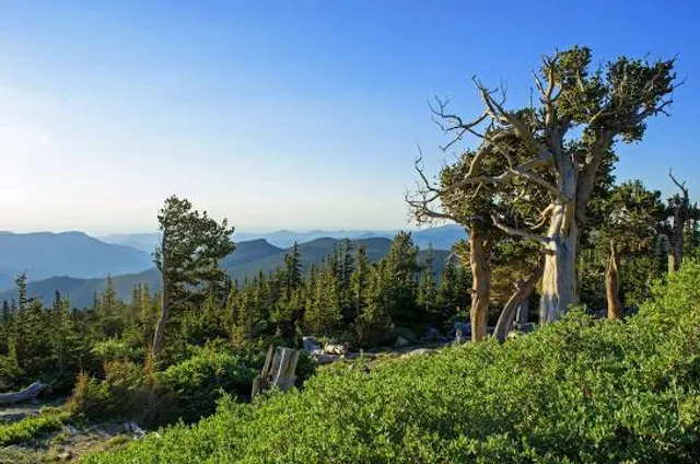 Mount Goliath Natural Area & Dos Chappell Nature Center