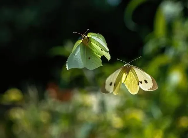 The Walled Garden, Moreton