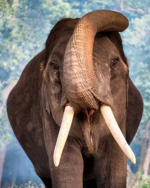 Dudhwa National Park