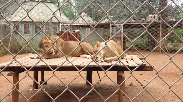 Nairobi Animal Orphanage