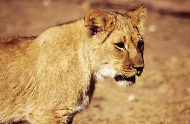 Chipangali Wildlife Orphanage