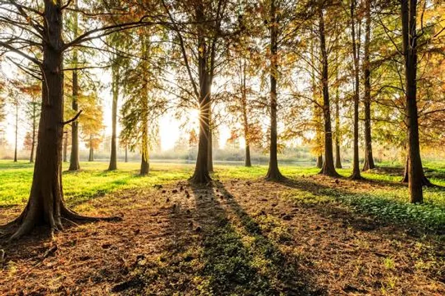 Boulognerskogen, Skövde