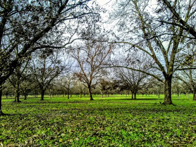 Company Farm Pecan Grove
