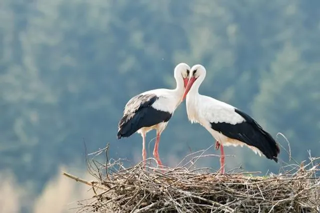 Bang Lang Stork Sanctuary