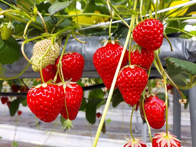 Hasegaiichigo Blueberry Orchards