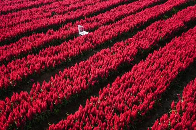 Celosia Flower Farm