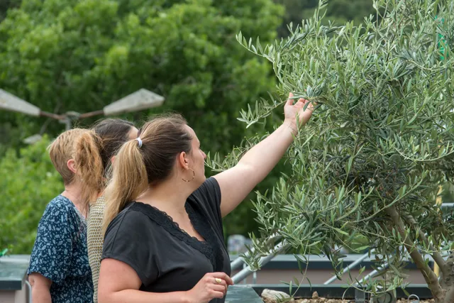 La Maison des Huiles d'Olive et Olives de France