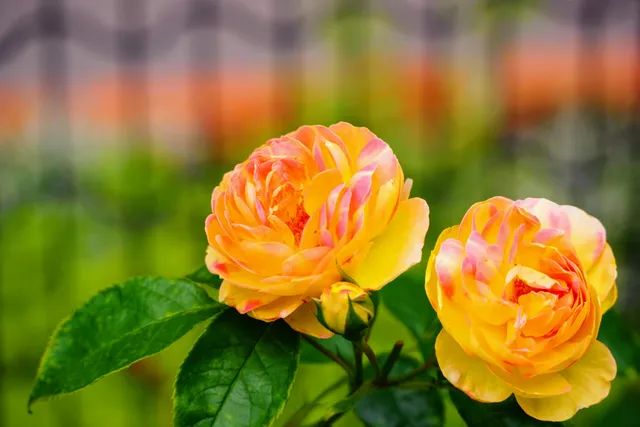 Nerima Kuritsu Shikinoka Park