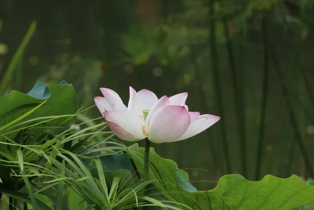 Lotus Pond, Shing Mun Valley Park