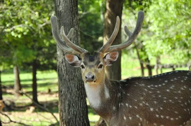 Cherokee Trace Drive-Thru Safari