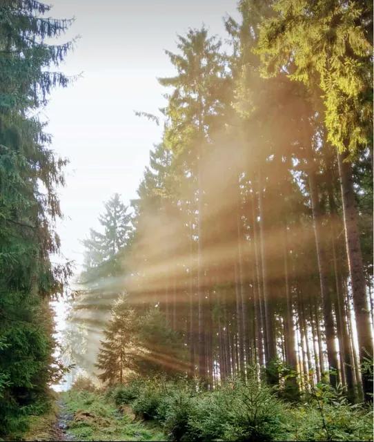 Hartmannsdorfer Forst