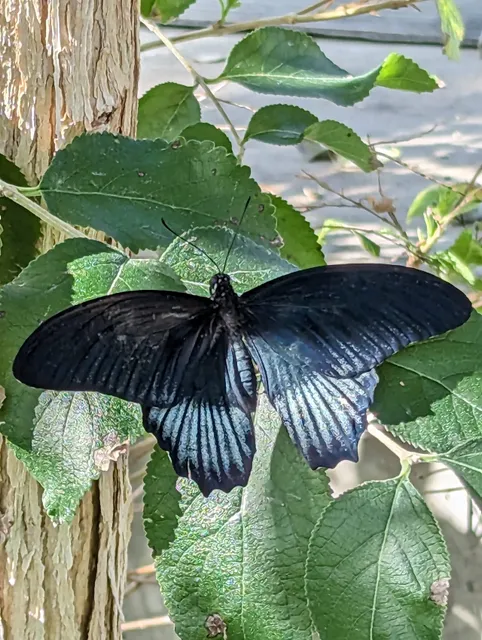 Christina Reiman Butterfly Wing