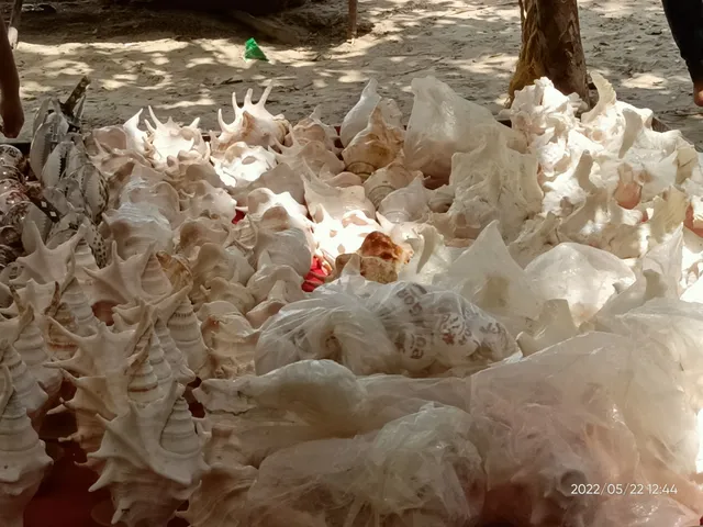 Coco Beach Fish Point