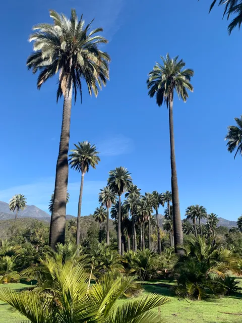 Hacienda Las Palmas de Cocalán