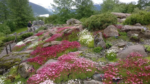 Arctic–Alpine Botanic Garden