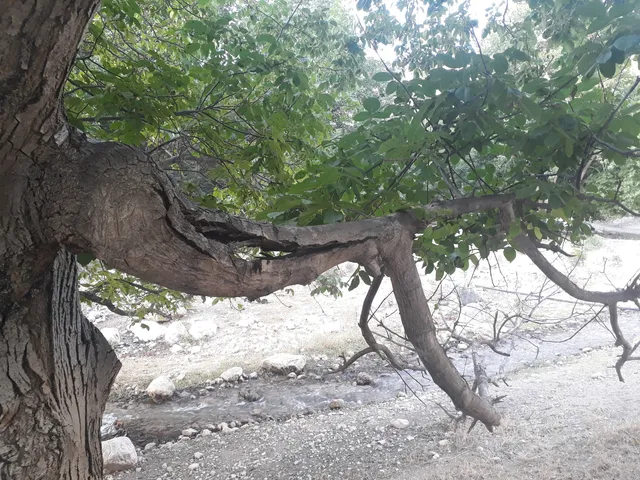 دهستان آلمه