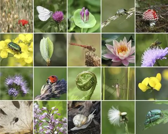 Santuario de Flora y Fauna Los Colorados