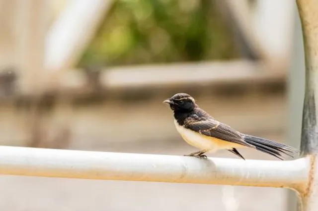 Centennial Vineyards