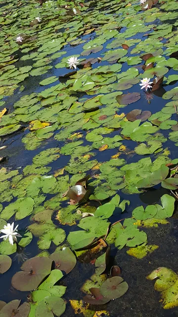 Maydale Nature Classroom