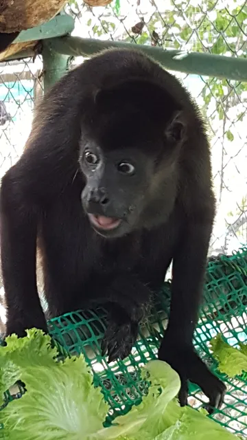 Sibu Wildlife Sanctuary