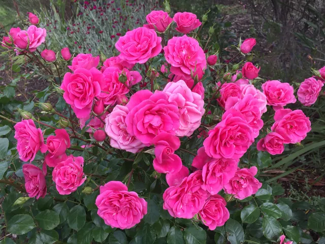 Bosky Dell Farm & Rose Garden