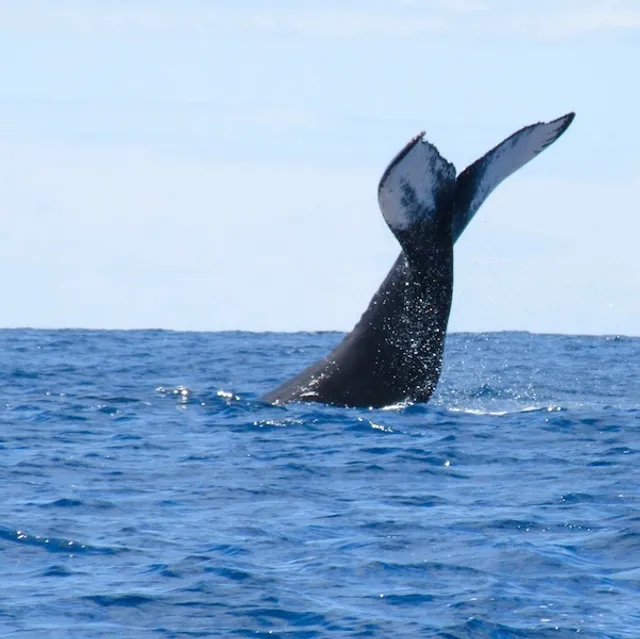 Honolulu Sailing Company