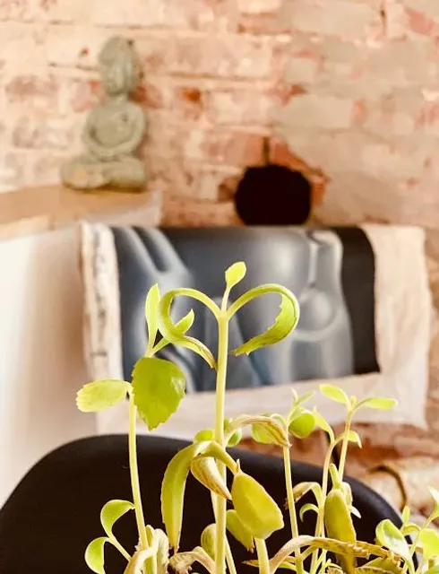 Buda Historic Home & Garden