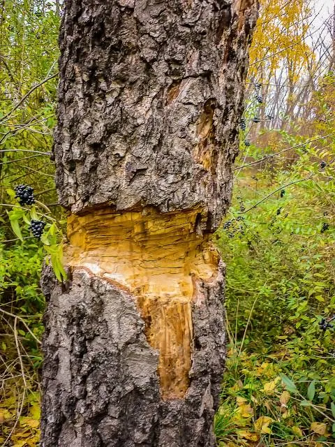 Barfußpfad Bad Wunnenberg