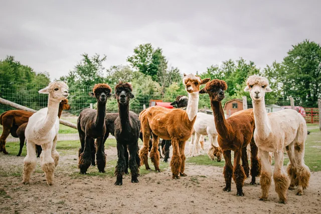 Les Alpagas de Willow Lane Alpacas