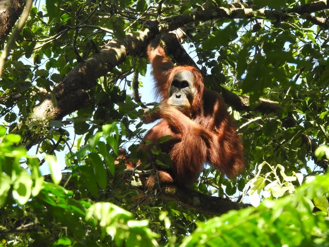 Ketambe Trek & Orangutan Explore