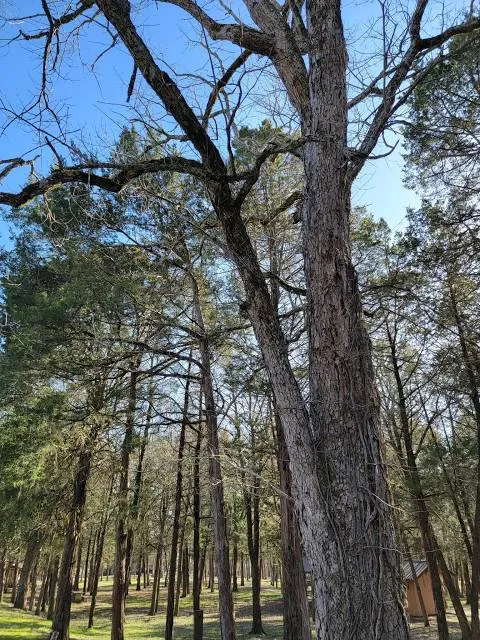 Cedars of Lebanon State Park