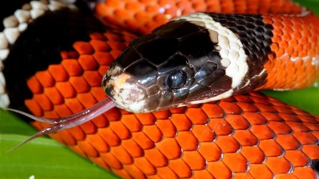 Zoopark I Terrarium "Zorro Park"