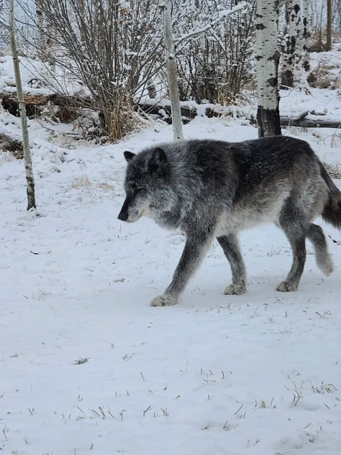 Yamnuska Wolfdog Sanctuary