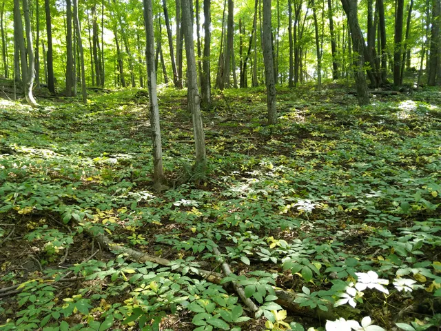 Railroad Point Natural Area