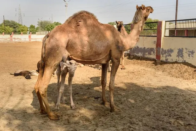 ICAR-National Research Centre on Camel