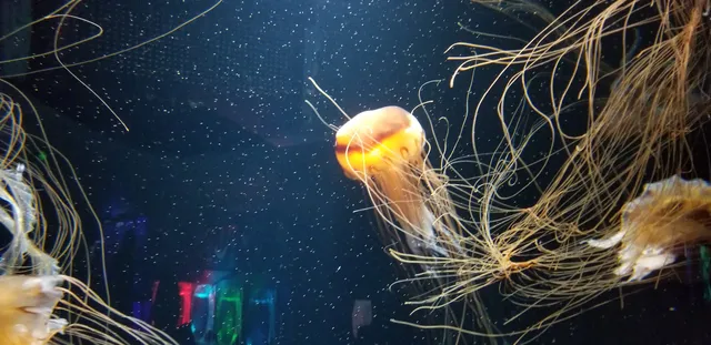 Haohai Lifang Aquarium