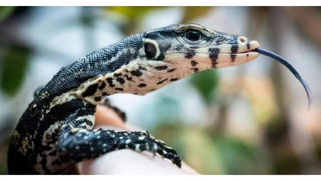 Padiparc - Parc zoologique