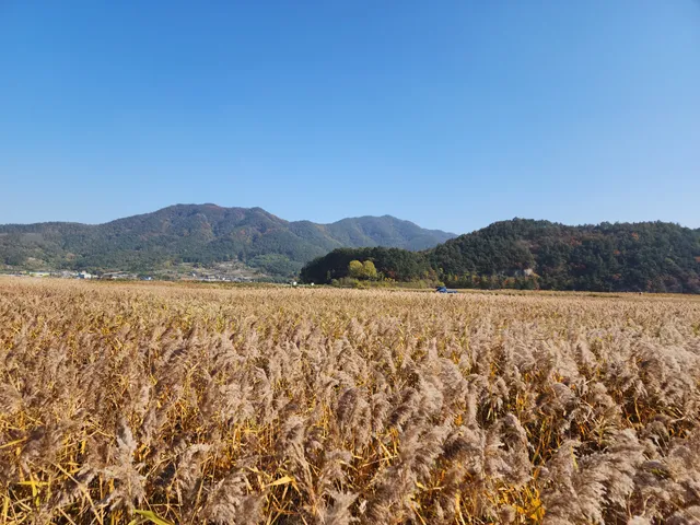 Suncheon Bay Reed Field