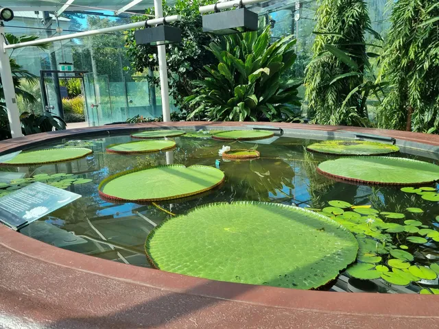 Amazon Waterlily Pavilion