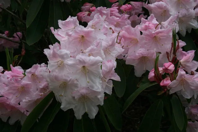 Dunge Valley Gardens