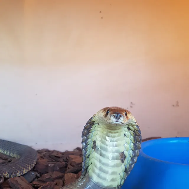 Ndlondlo Reptile Park