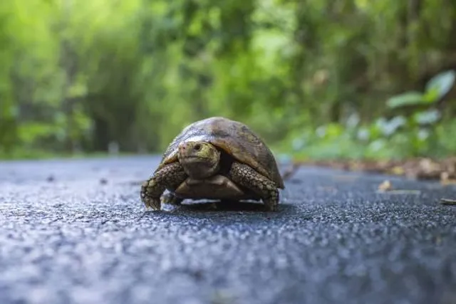 Sweetbriar Nature Center