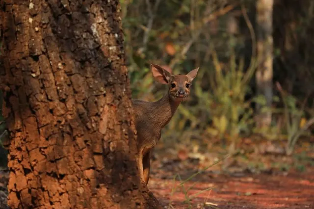 Buraco das Araras Private Natural Heritage Reserve