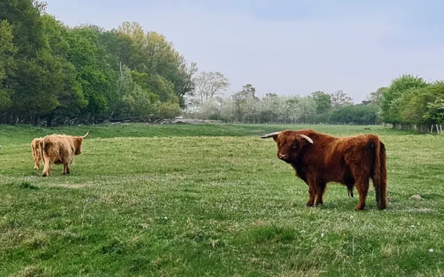 Zwindunes Et Polders