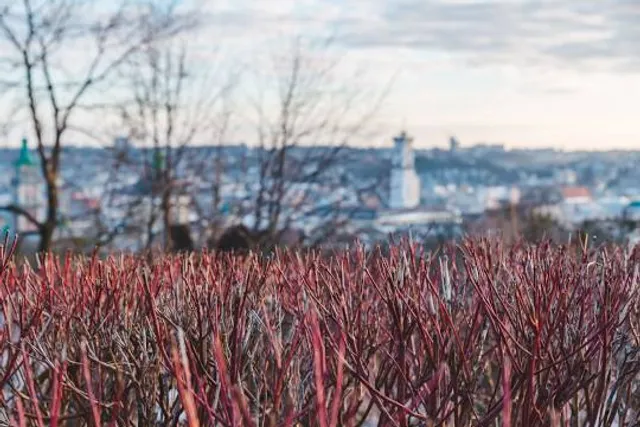 The lower observation deck
