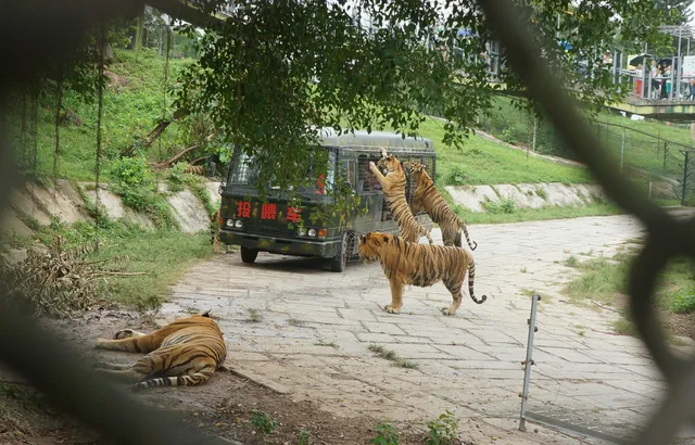 Shenzhen Safari Park