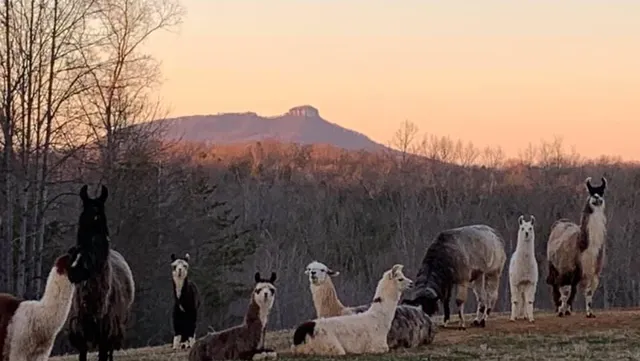 Divine Llama Vineyards