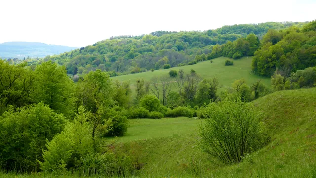 Orchideenpfad Gersheim