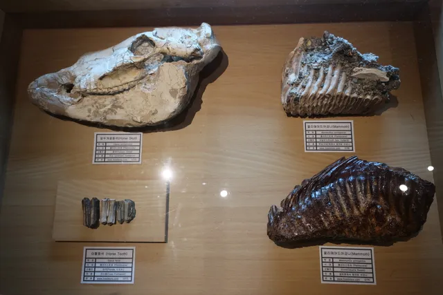 Yeongwol Fossil Museum